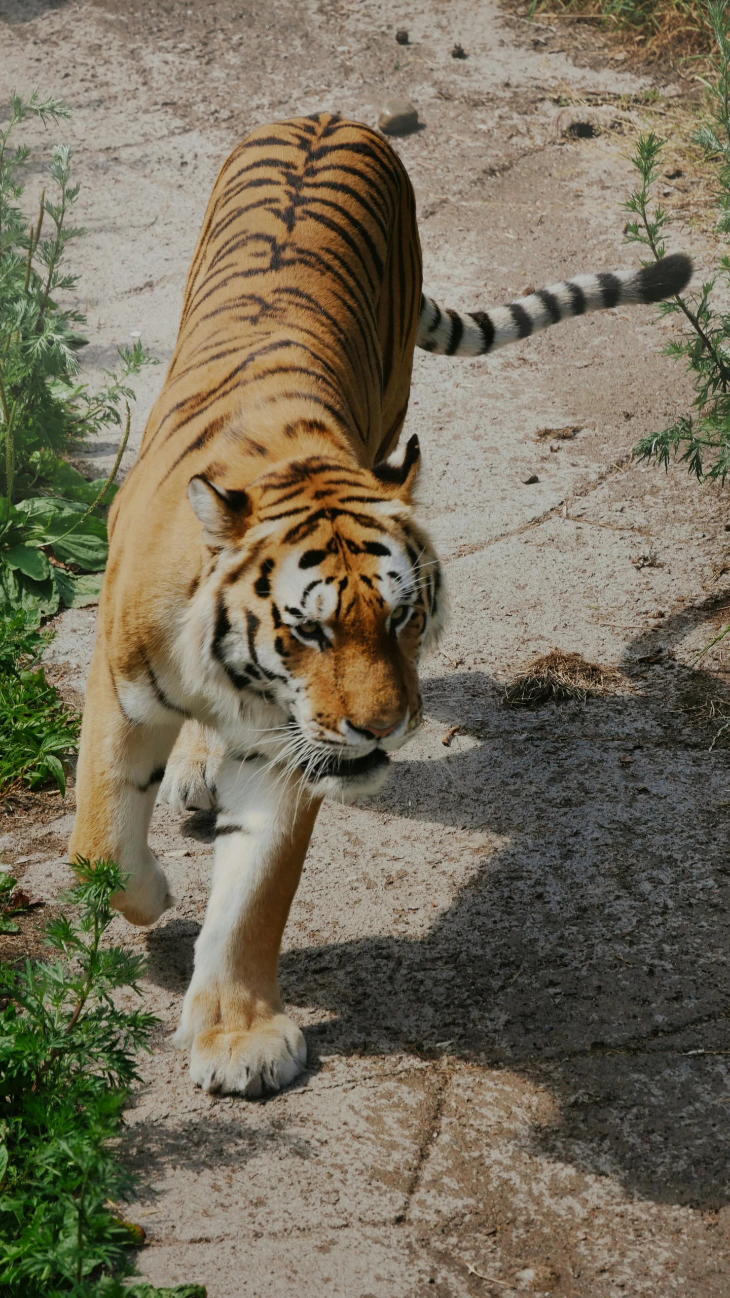 the big tiger is walking along with his family