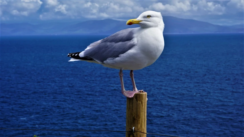 sea gull sitting on a wooden post at a beach