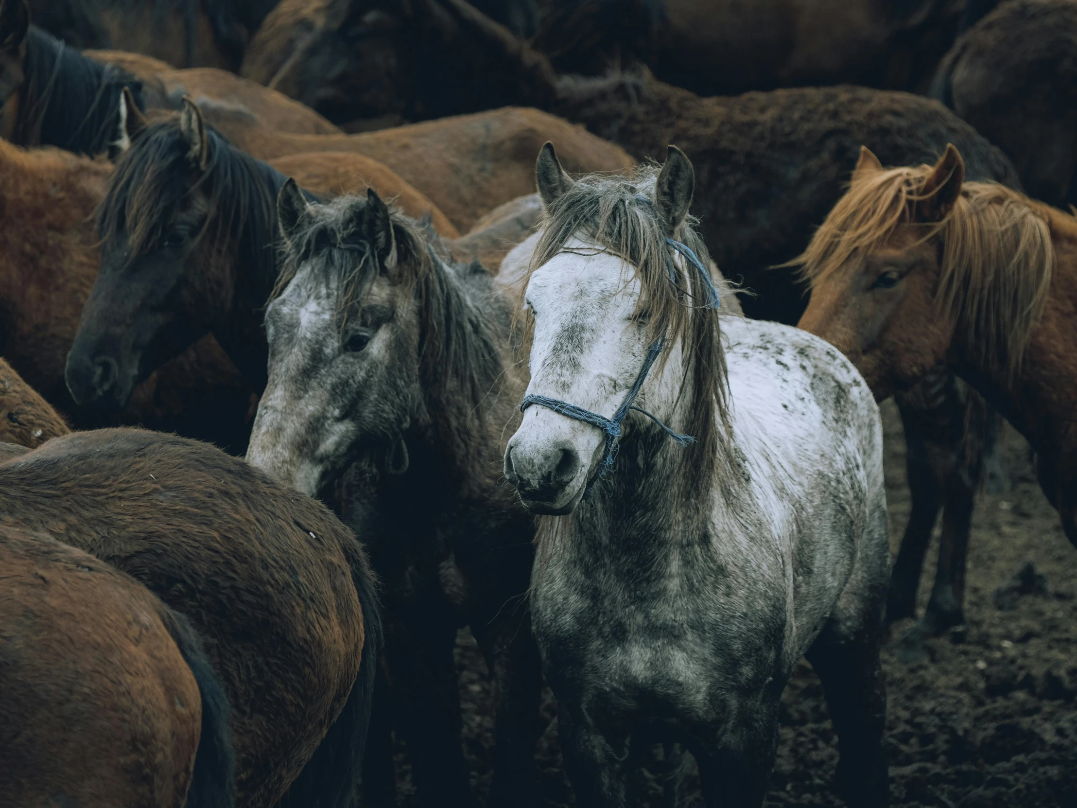 some brown black white and gray horses and trees