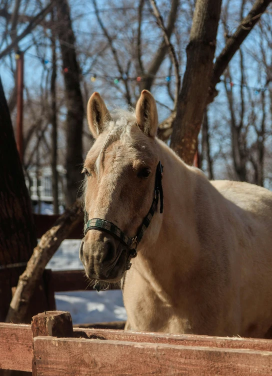 a brown horse looking over its head in a wooded area