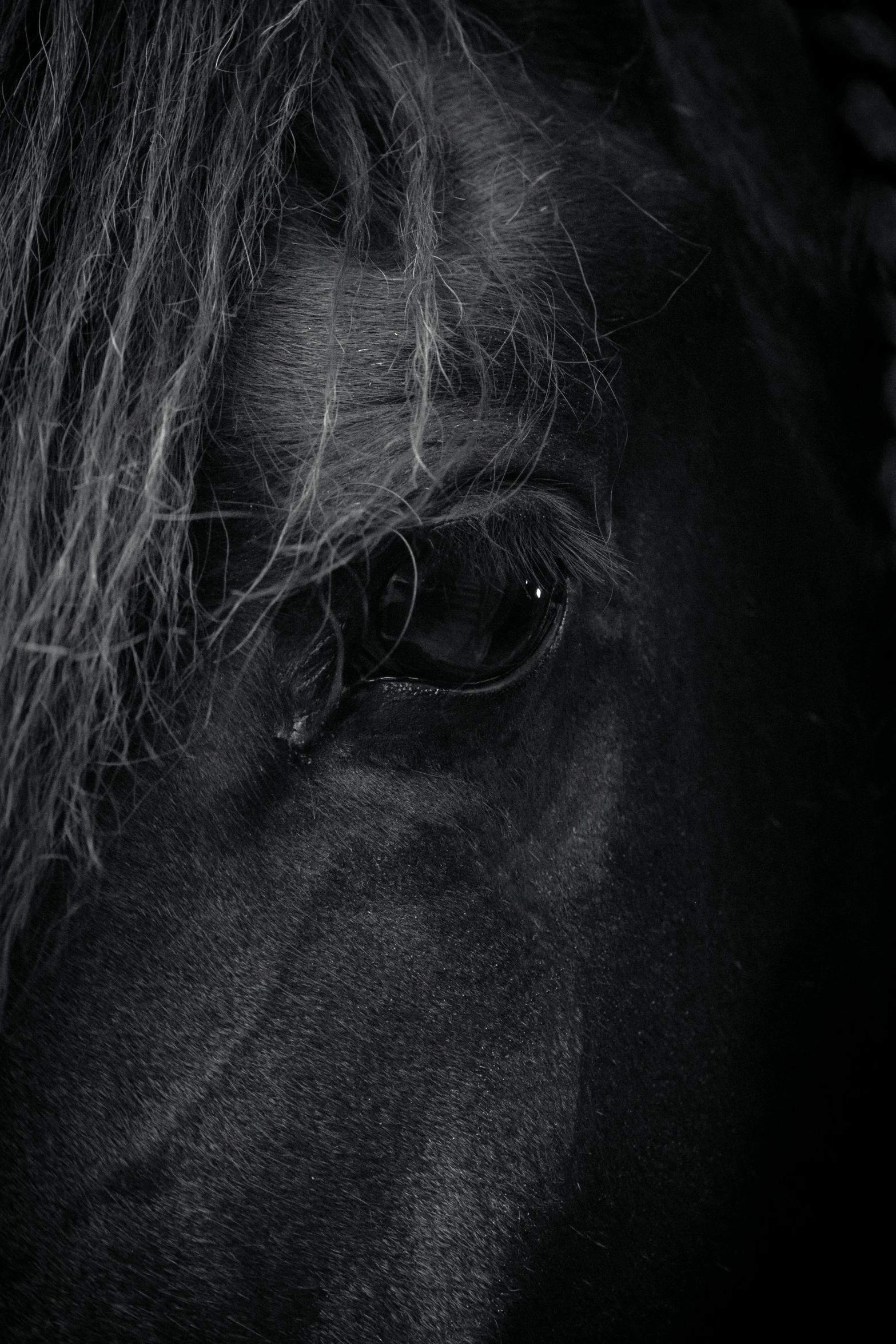 close up on an eye of a black horse