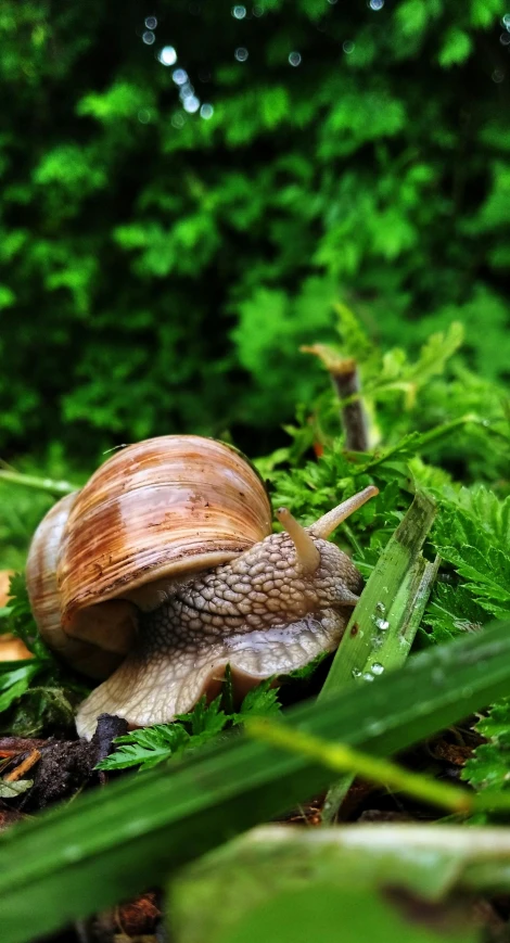 a snails is crawling in the grass among trees