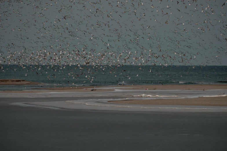 the large flock of birds are over the water