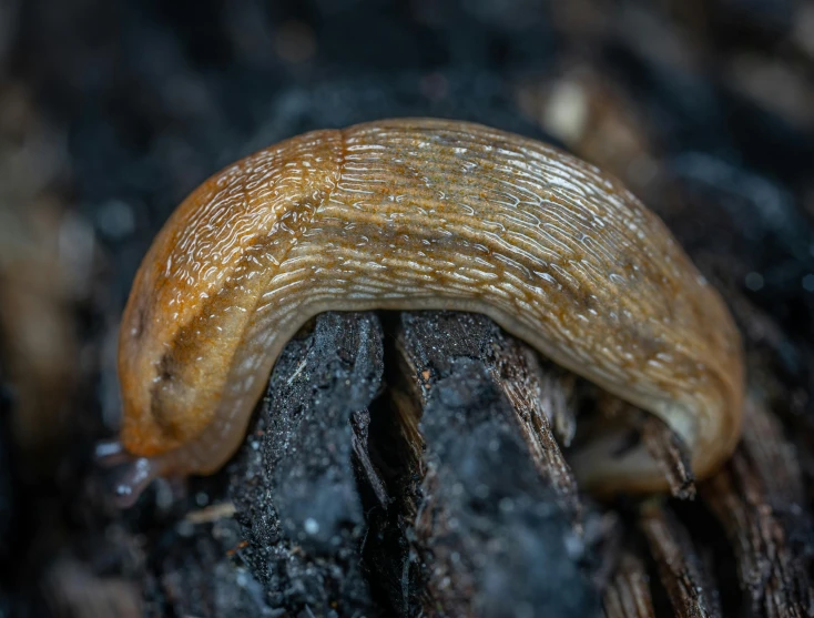 an image of a slug crawling on top of wood