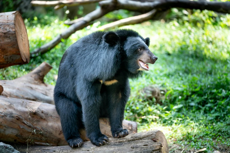 a baby bear sitting on a tree log