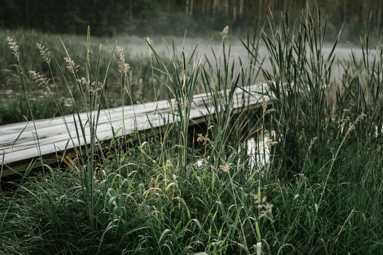 a wooden walkway sitting in the middle of a field