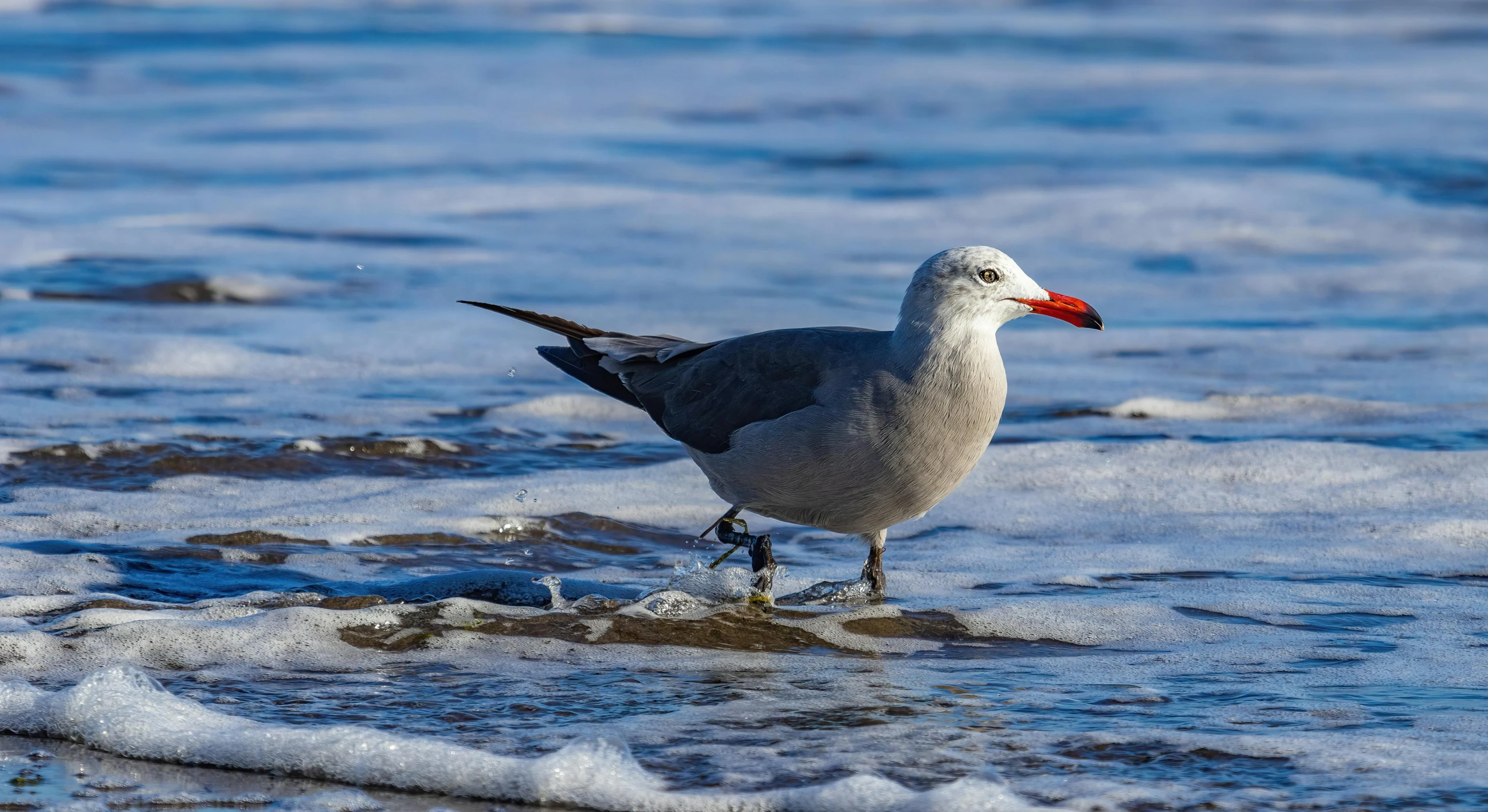 a gray and white bird standing on some sand