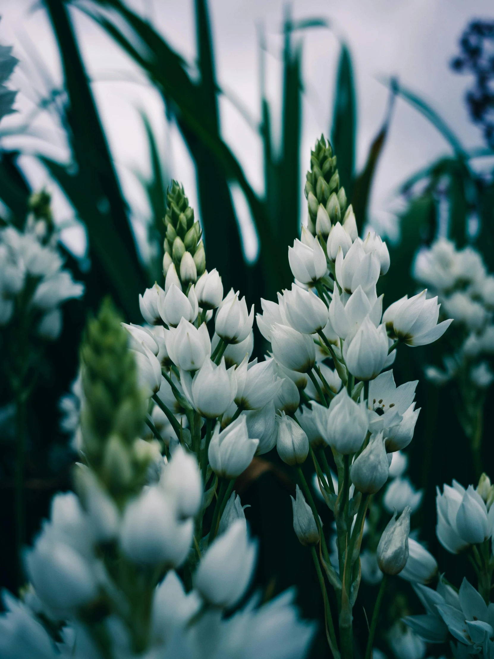 white flowers with leaves in the back ground