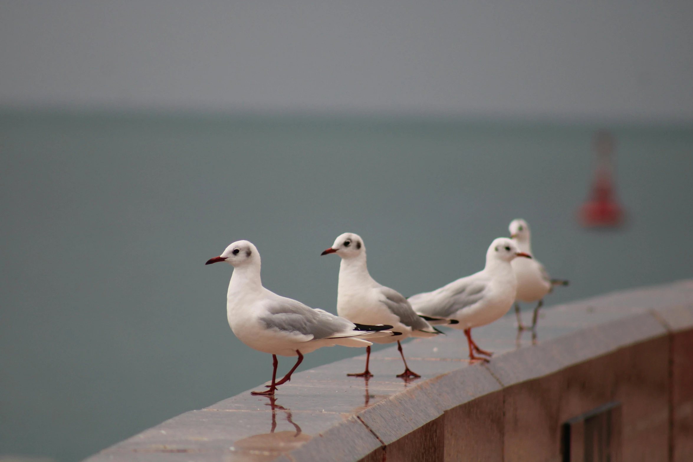 three birds are perched on a post next to the ocean