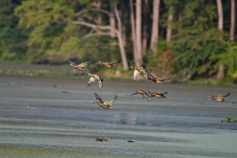 birds are flying in formation above a pond