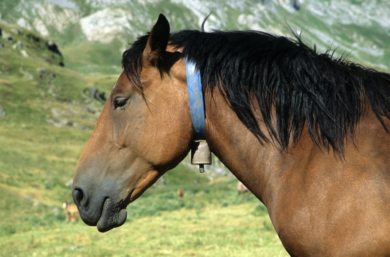 a closeup of a brown horse standing in the grass