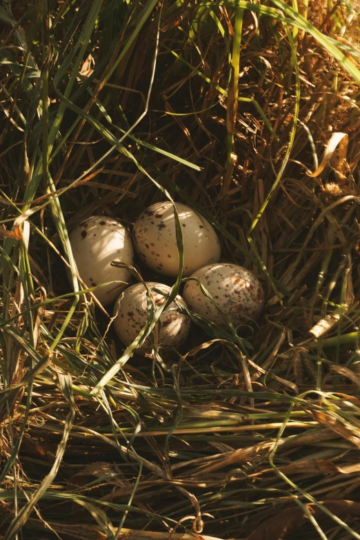 the four eggs are sitting in the grass