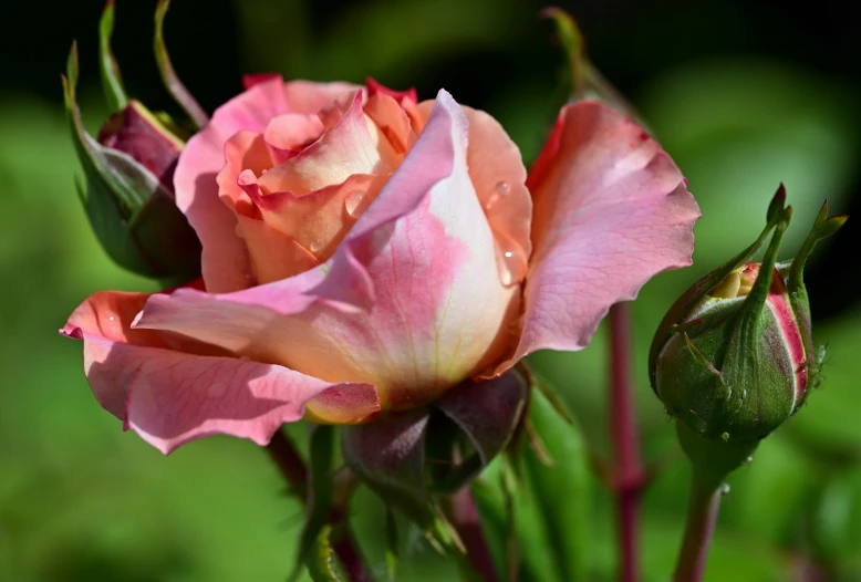 two pink roses with some green leaves in the background