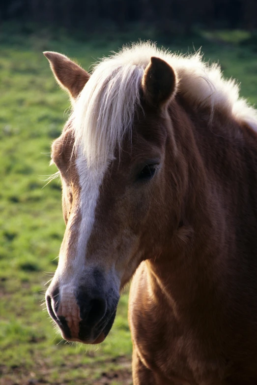 this is a close up picture of a brown and white horse