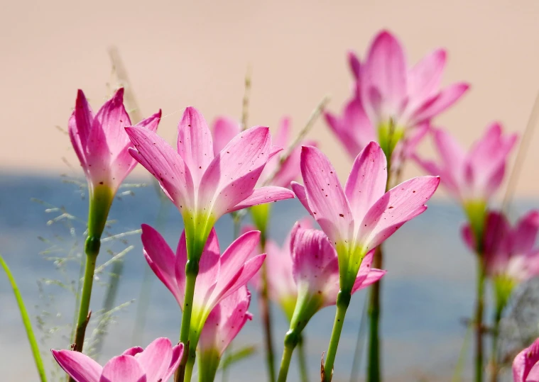 purple flowers with dew drops on them in a garden