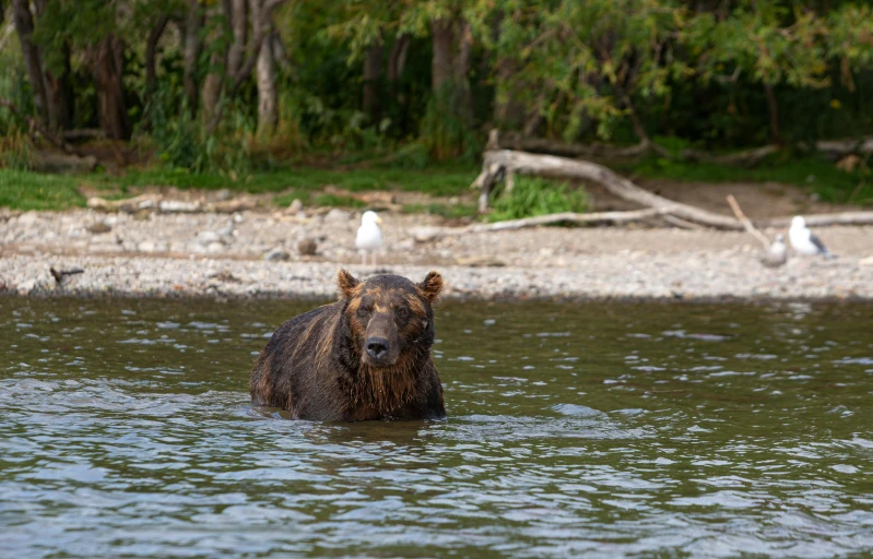 a bear is wading through the water at the edge of a forest