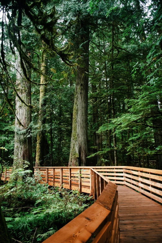 a bridge surrounded by trees and ferns in the woods