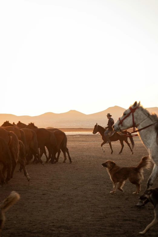 a person on a horse leading horses and a dog