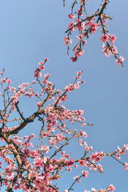 a tree with pink flowers on the top and a clock in the background