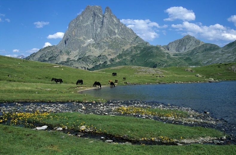 a herd of horses walking in the grass next to water