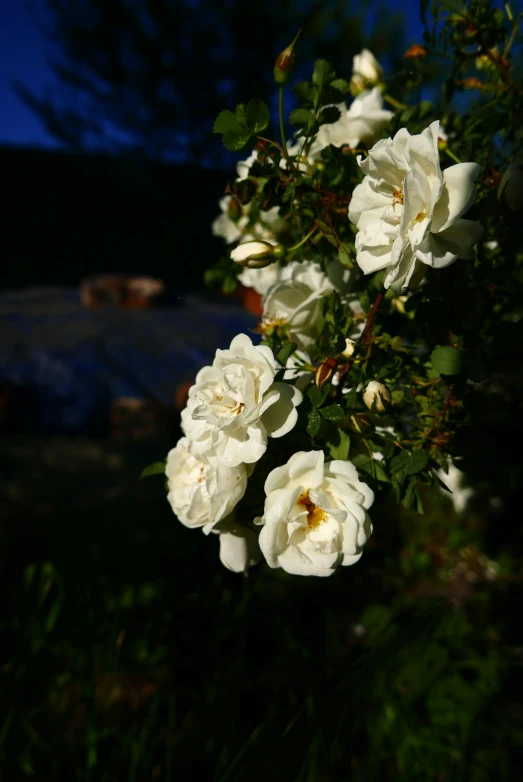 there is a bunch of white flowers blooming in the night