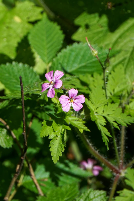 some pink flowers surrounded by leaves in the sun