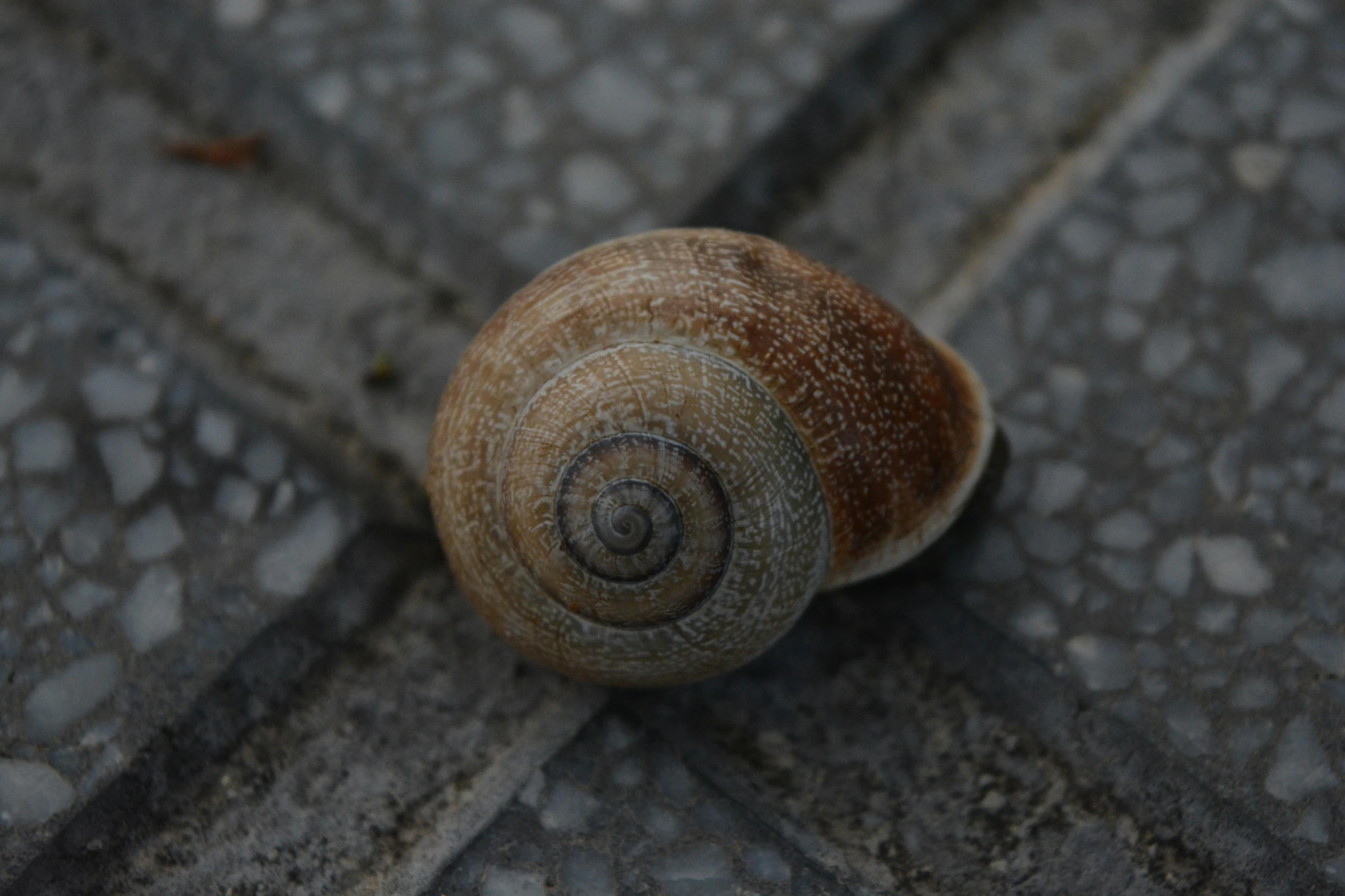 a large snail is looking down at it's side