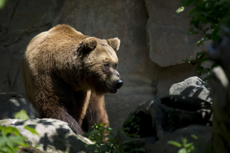 the large bear stands near rocks with green plants around