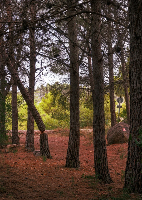 there are some very large trees in the woods