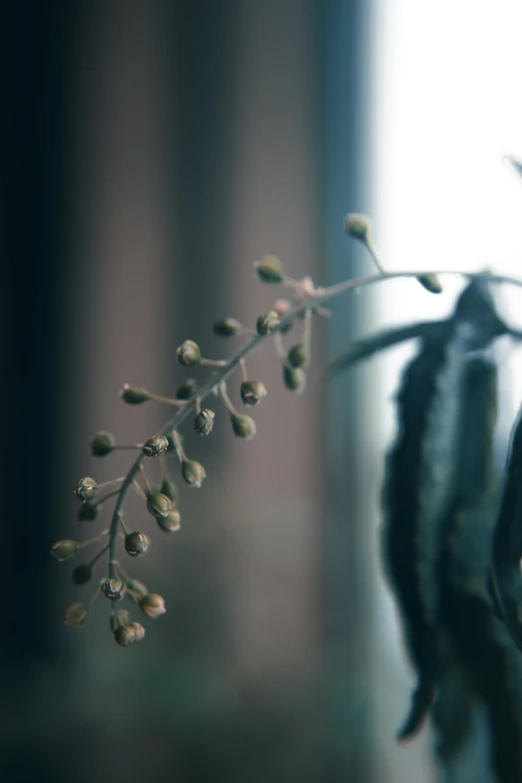 close up of a plant with small buds