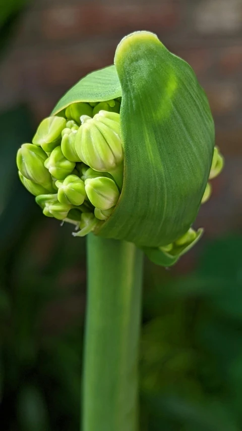 the budding of a bud of a plant that is in flower