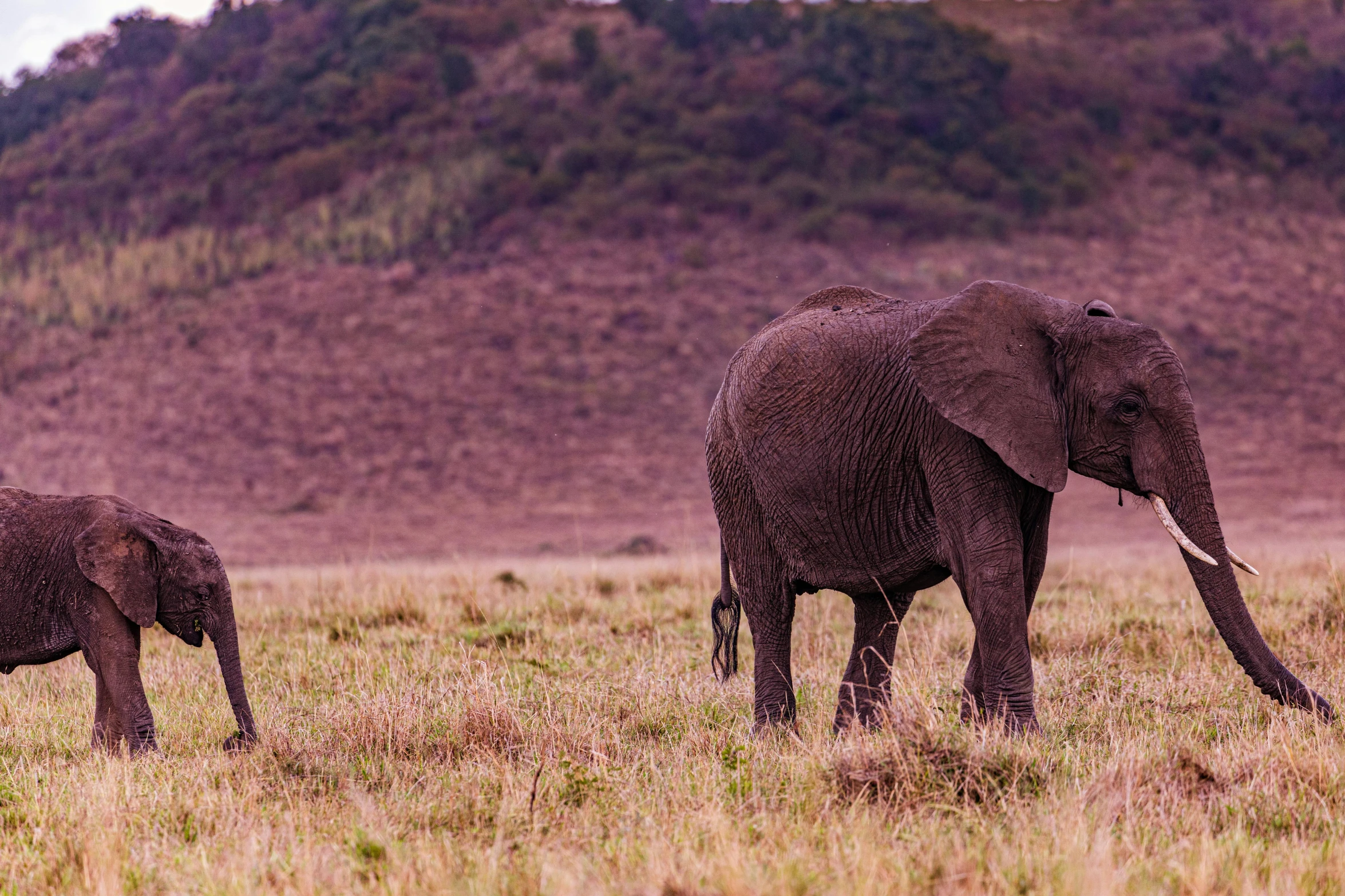 a small elephant walking next to a bigger one