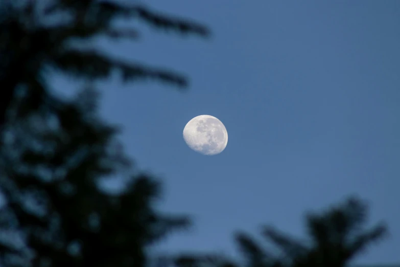 the moon seen through some evergreen nches
