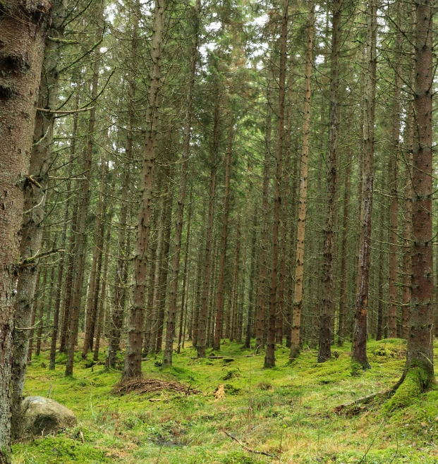 the grass is covering the ground in front of many pine trees