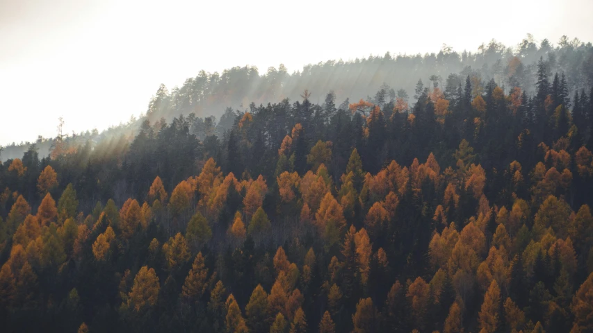 a hillside that has trees on it