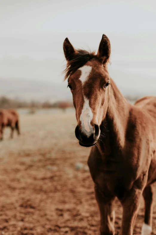 the brown horse stands in the barren field