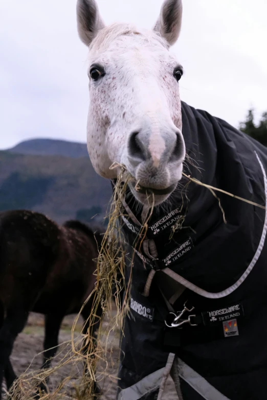 a white horse in a black jacket standing with his nose covered in hay