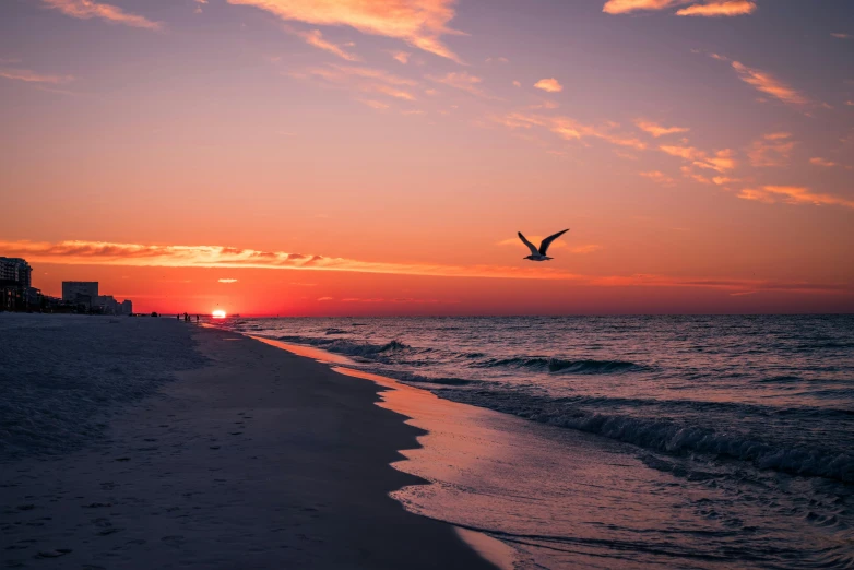 a seagull flying at sunset over the ocean