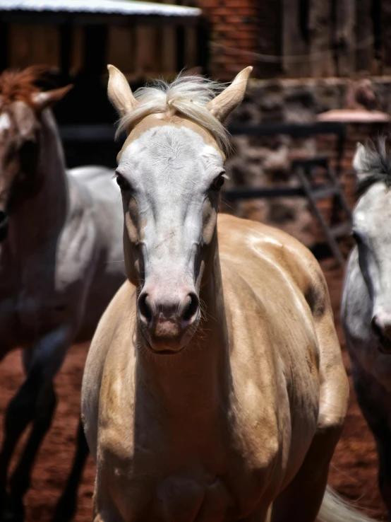 horses are walking in a group around a pen