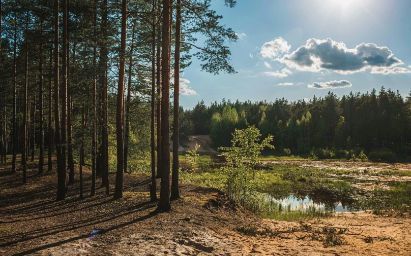 a dirt path runs through the woods towards the water