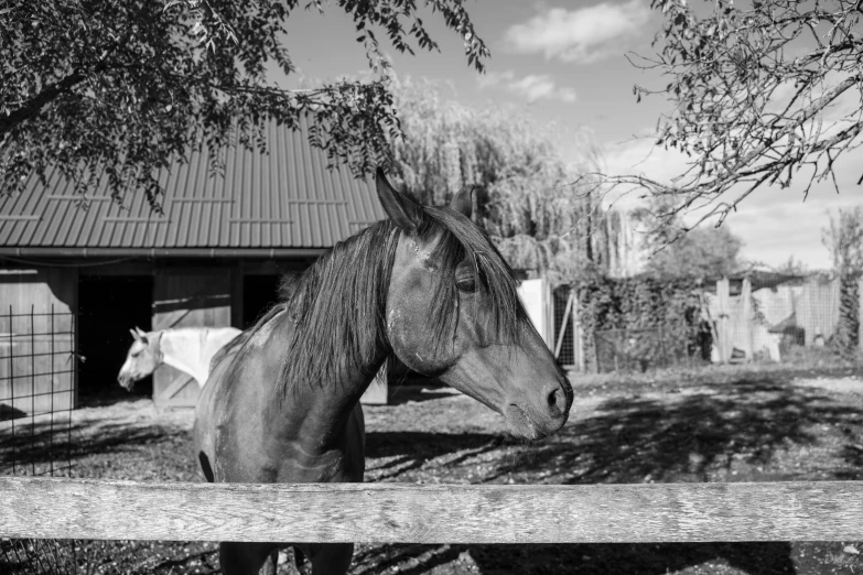 the horse is in a fenced in area that has clothes hanging on the line