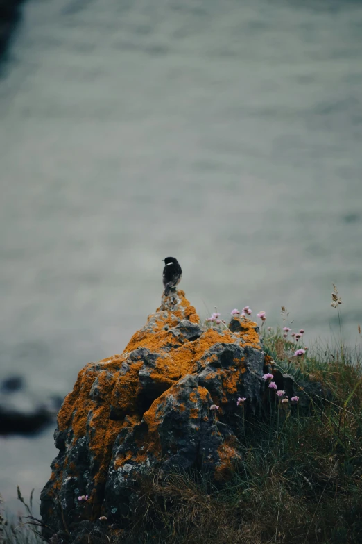 a bird standing on top of a rock in front of the water