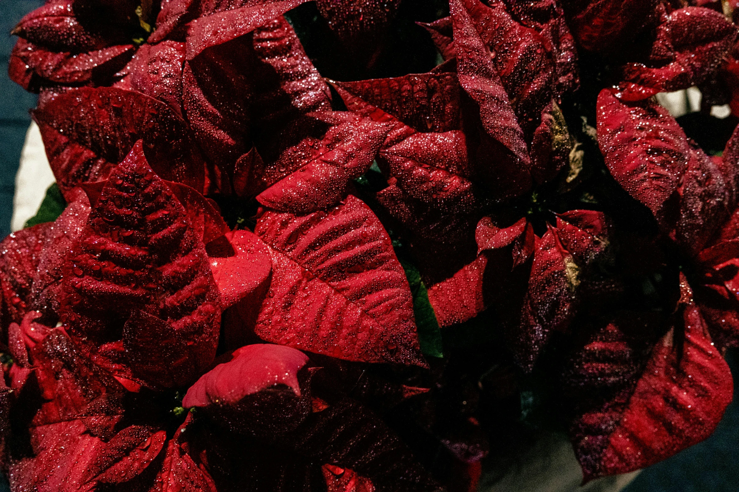 close up s of the dark red leaves