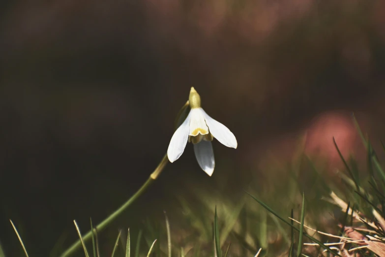 a single white flower with a yellow center sitting on grass