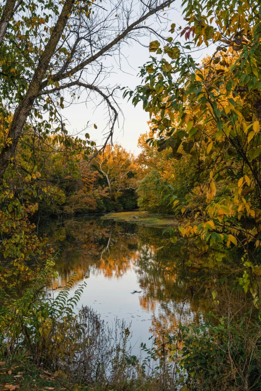 trees and bushes surrounding the water by some other trees