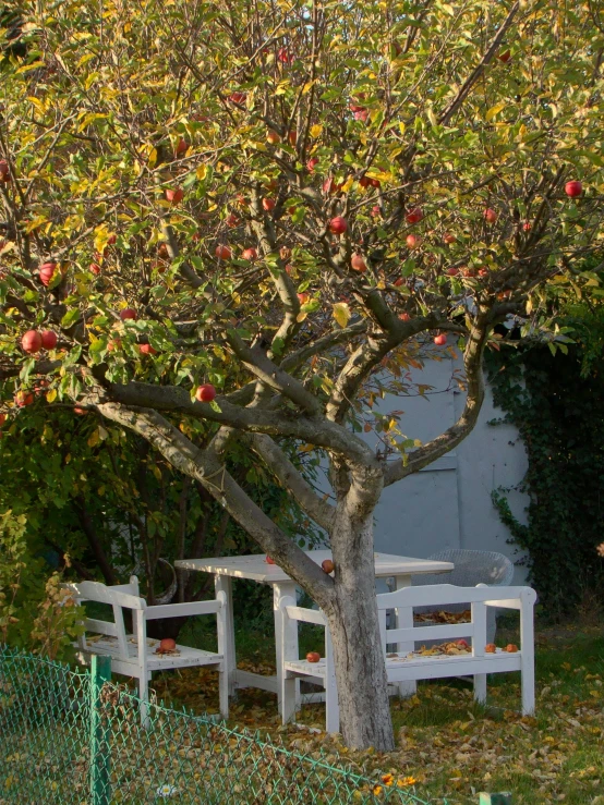 two benches and a tree near a building