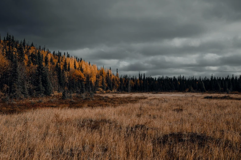 the landscape has many dark trees and dry grass