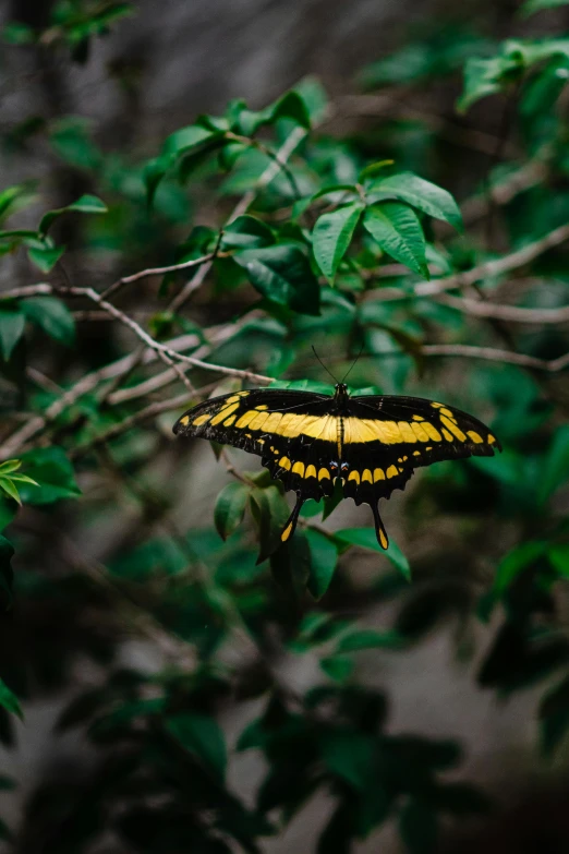 a yellow and black erfly resting on some leaves