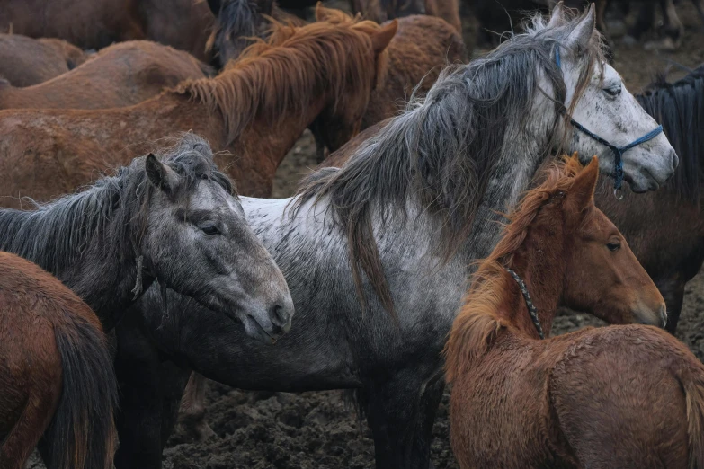 this po shows horses and other animals standing together