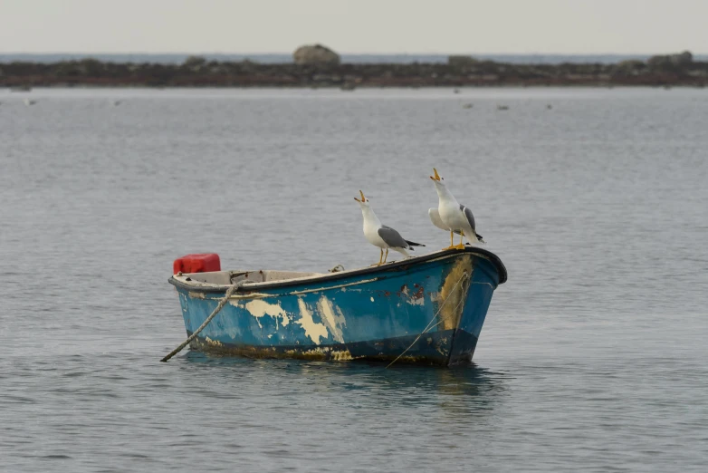 several seagulls are standing on the tip of an old boat in the ocean